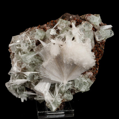 Scolecite Sprays with green Apophyllite cube Natural Mineral Specimen # B 6557 Fluorite Superb Minerals 