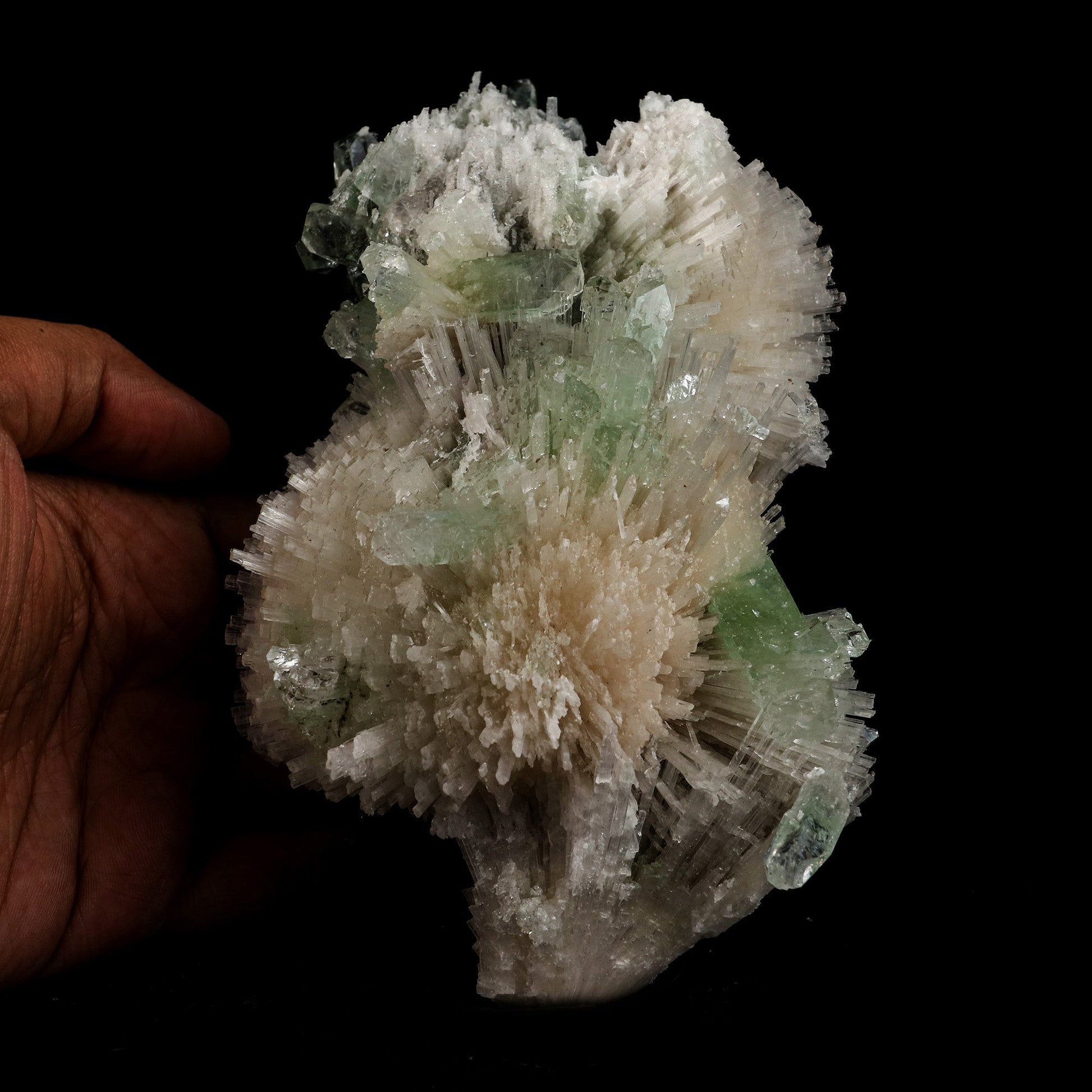 Scolecite Sprays with Green Apophyllite Natural Mineral Specimen # B …  https://www.superbminerals.us/products/scolecite-sprays-with-green-apophyllite-natural-mineral-specimen-b-5106  Features: Very rich porcupine quill spray of glassy scolecite needles is artistically set on the basalt matrix, which is covered with mint-green, frosted, Tetragonal Apophyllite crystals. Large combination material that is both outstanding and rare in today's market. Primary Mineral(s): Apophyllite