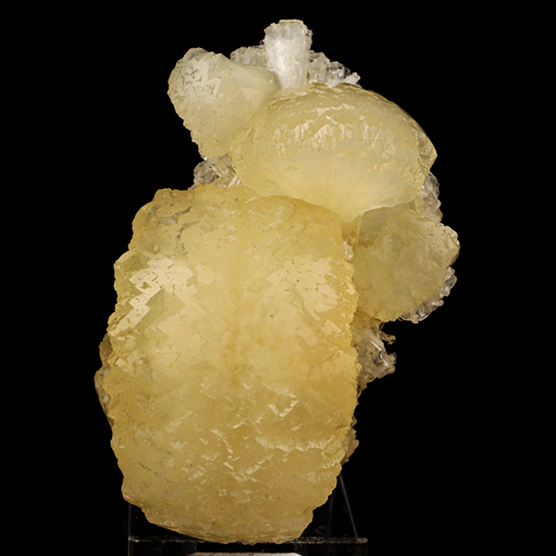 Stellerite Bow Natural Mineral Specimen # B 5945 Stellarite Superb Minerals 