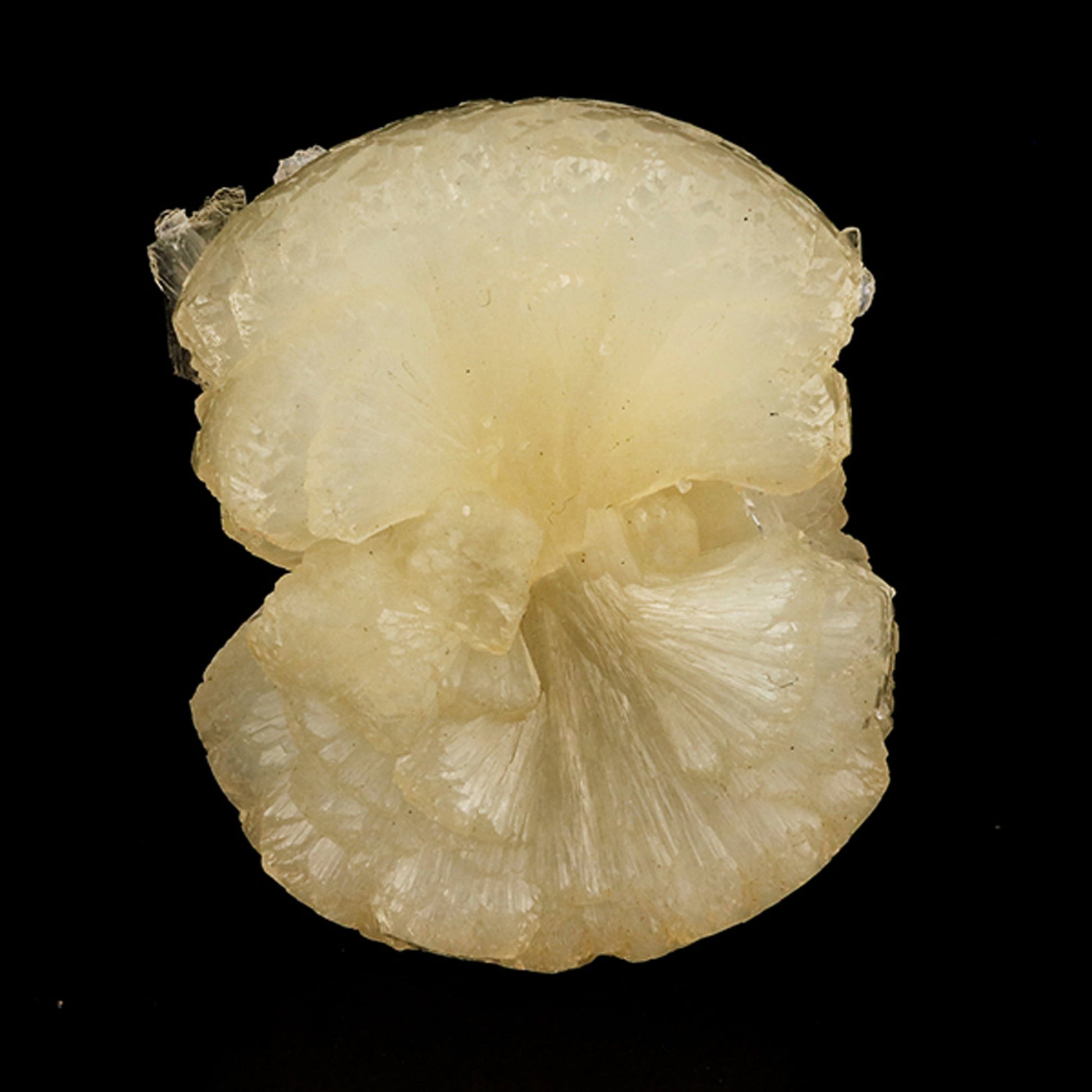 Stellerite Bow Natural Mineral Specimen # B 5957 Stellarite Superb Minerals 
