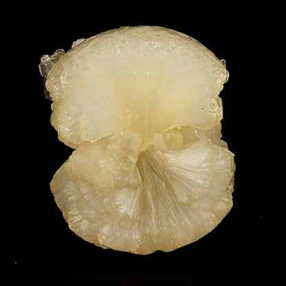Stellerite Bow Natural Mineral Specimen # B 5957 Stellarite Superb Minerals 