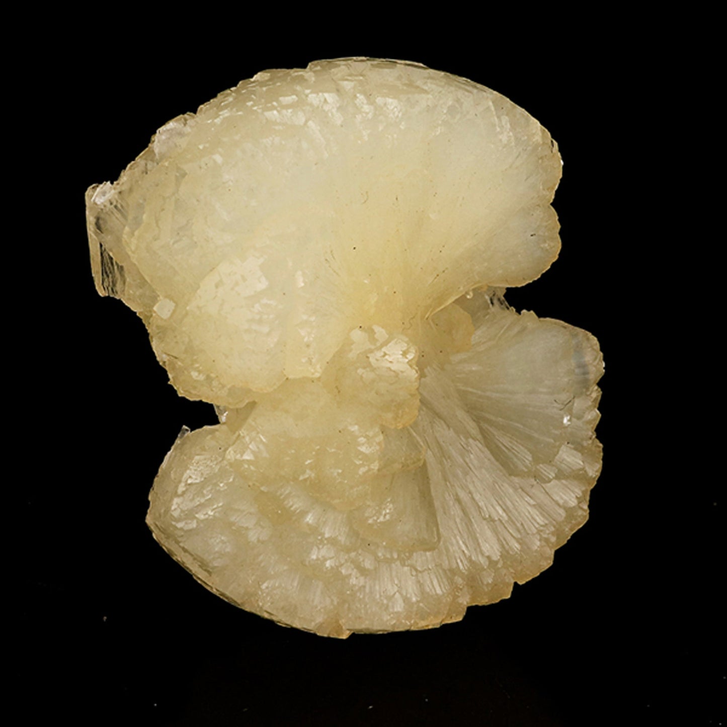 Stellerite Bow Natural Mineral Specimen # B 5957 Stellarite Superb Minerals 