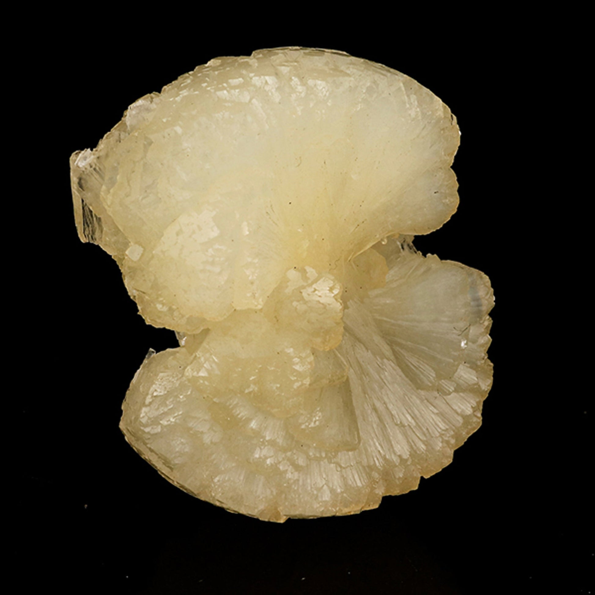 Stellerite Bow Natural Mineral Specimen # B 5957 Stellarite Superb Minerals 
