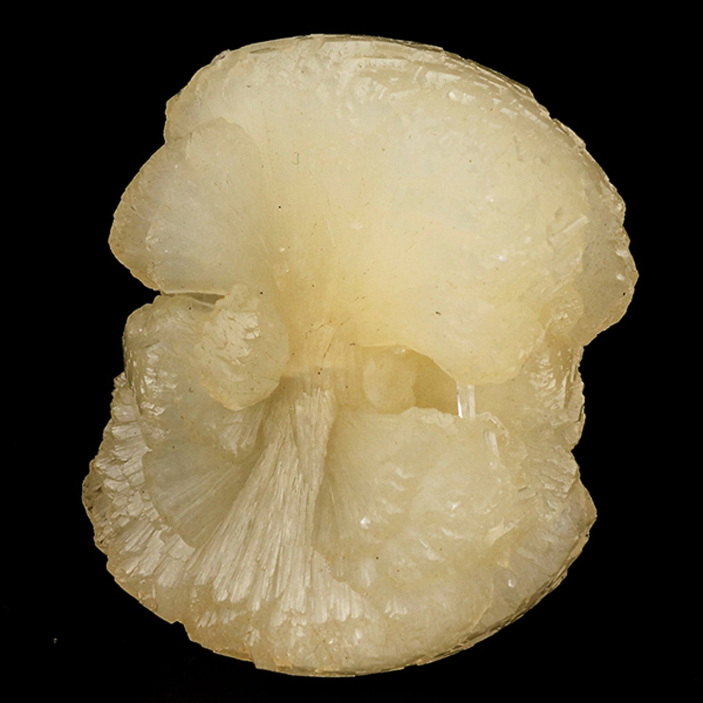 Stellerite Bow Natural Mineral Specimen # B 5957 Stellarite Superb Minerals 