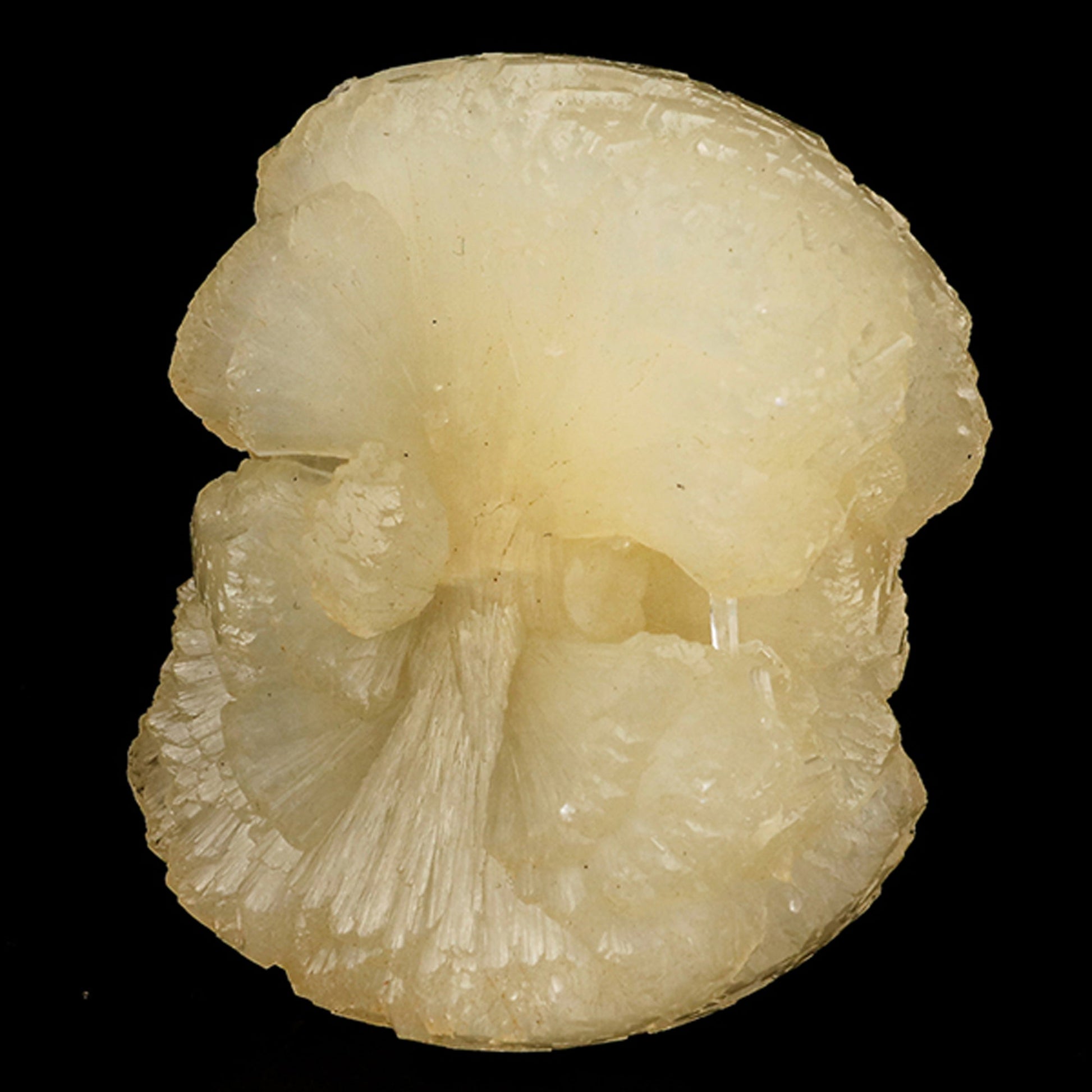 Stellerite Bow Natural Mineral Specimen # B 5957 Stellarite Superb Minerals 