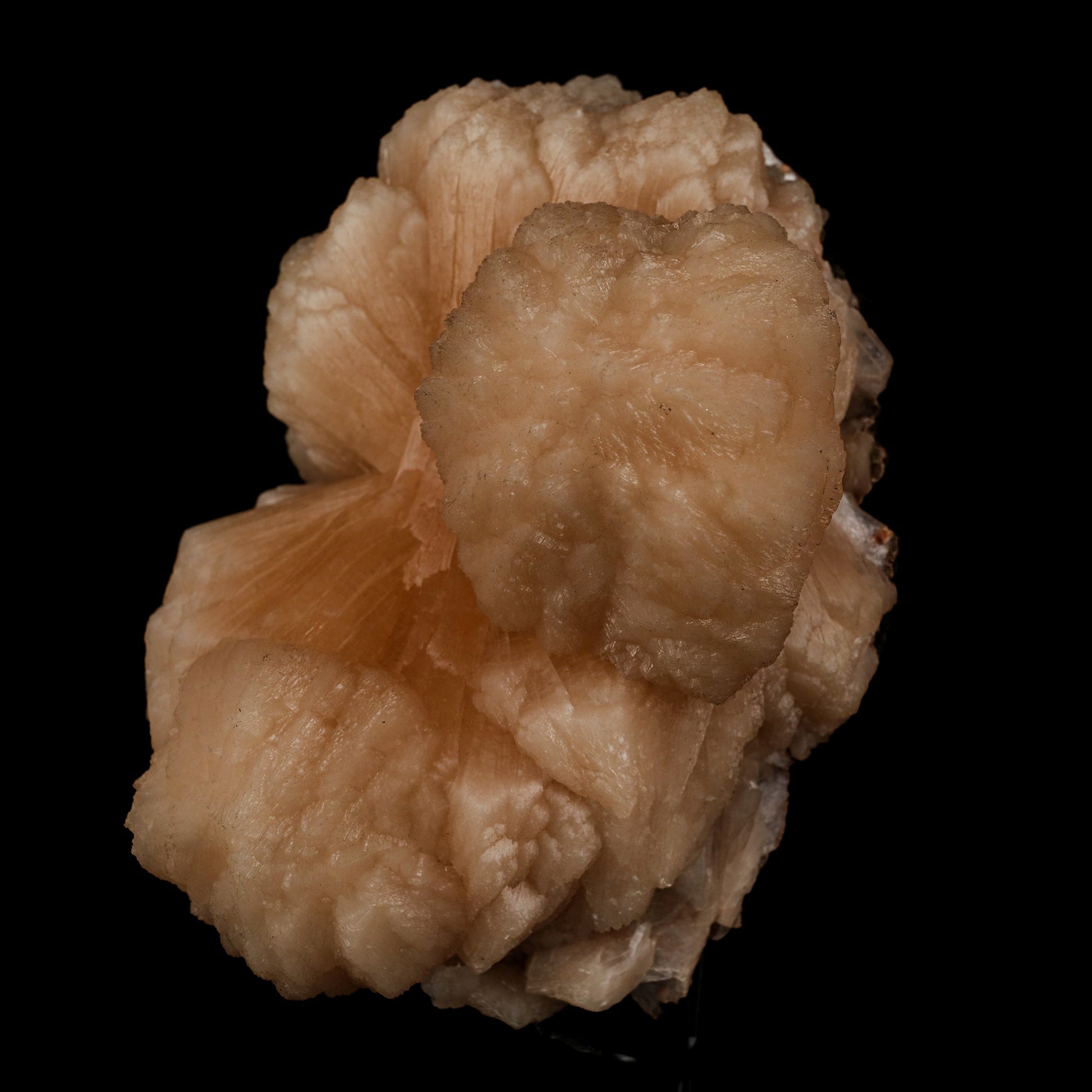 Stilbite Bow Shape Natural Mineral Specimen # B 5547 Stilbite Superb Minerals 