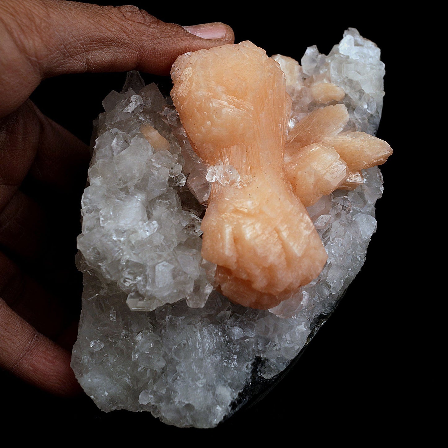 Stilbite Bow Shape on Gemmy Apophyllite Natural Mineral Specimen # B 4…  https://www.superbminerals.us/products/stilbite-bow-shape-on-gemmy-apophyllite-natural-mineral-specimen-b-4080  Features:Classic combination specimen from the basalt trap rock quarries of India featuring a Fluorapophyllite crystal cluster with a Stilbite bowtie! While common in general, this is really a special piece - more beautiful and sparkly than most. The Fluorapophyllite is glassy, transparent to translucent and composed
