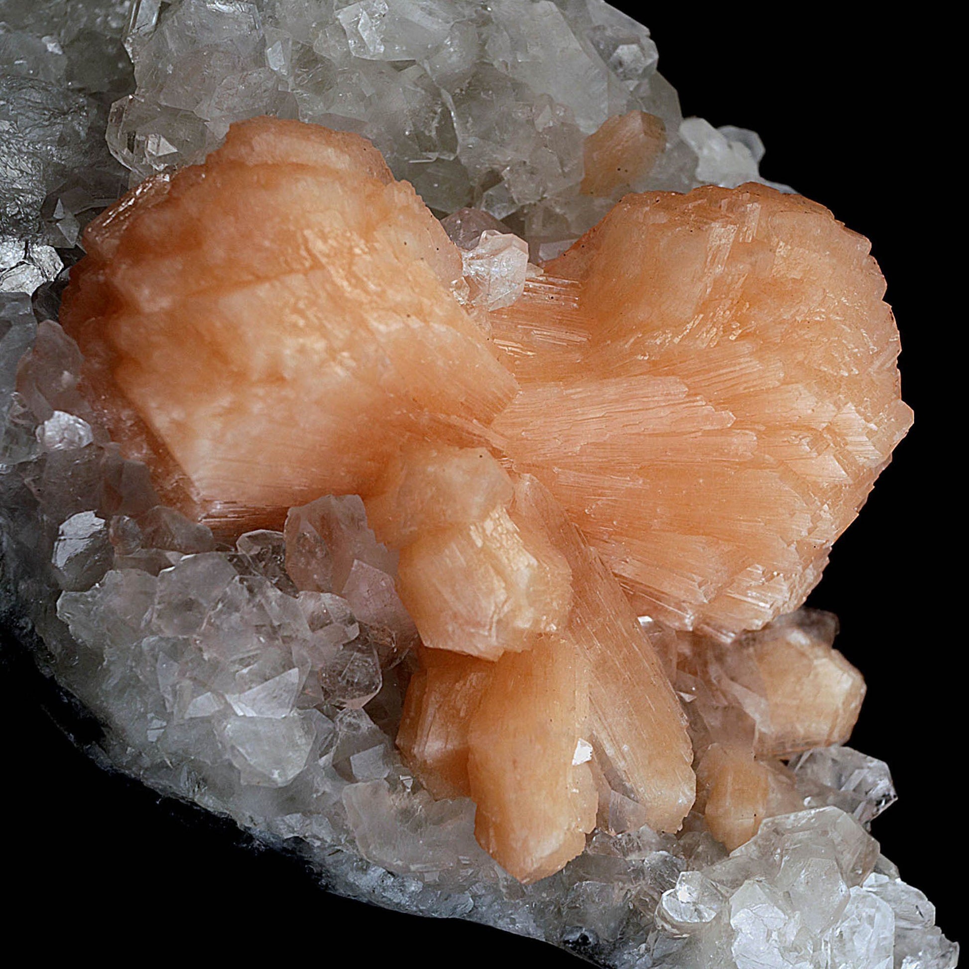 Stilbite Bow Shape on Gemmy Apophyllite Natural Mineral Specimen # B 4…  https://www.superbminerals.us/products/stilbite-bow-shape-on-gemmy-apophyllite-natural-mineral-specimen-b-4080  Features:Classic combination specimen from the basalt trap rock quarries of India featuring a Fluorapophyllite crystal cluster with a Stilbite bowtie! While common in general, this is really a special piece - more beautiful and sparkly than most. The Fluorapophyllite is glassy, transparent to translucent and composed