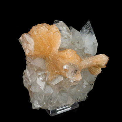 Stilbite 'Bow-Tie' on Apophyllite Natural Mineral Specimen # B 6471 Stilbite Superb Minerals 