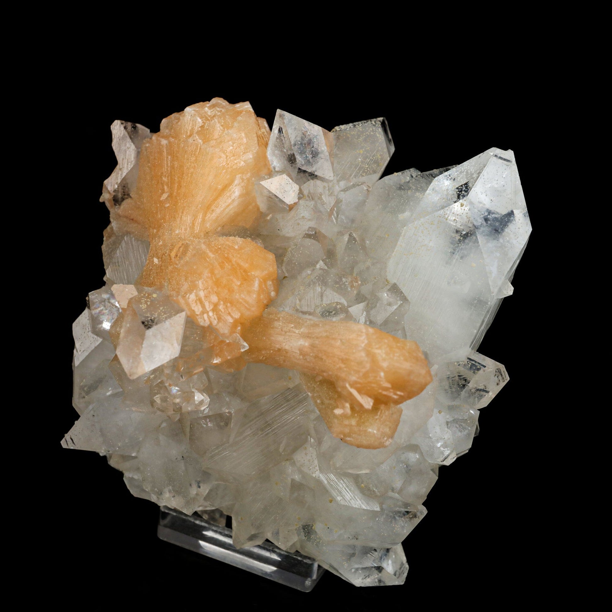 Stilbite 'Bow-Tie' on Apophyllite Natural Mineral Specimen # B 6471 Stilbite Superb Minerals 