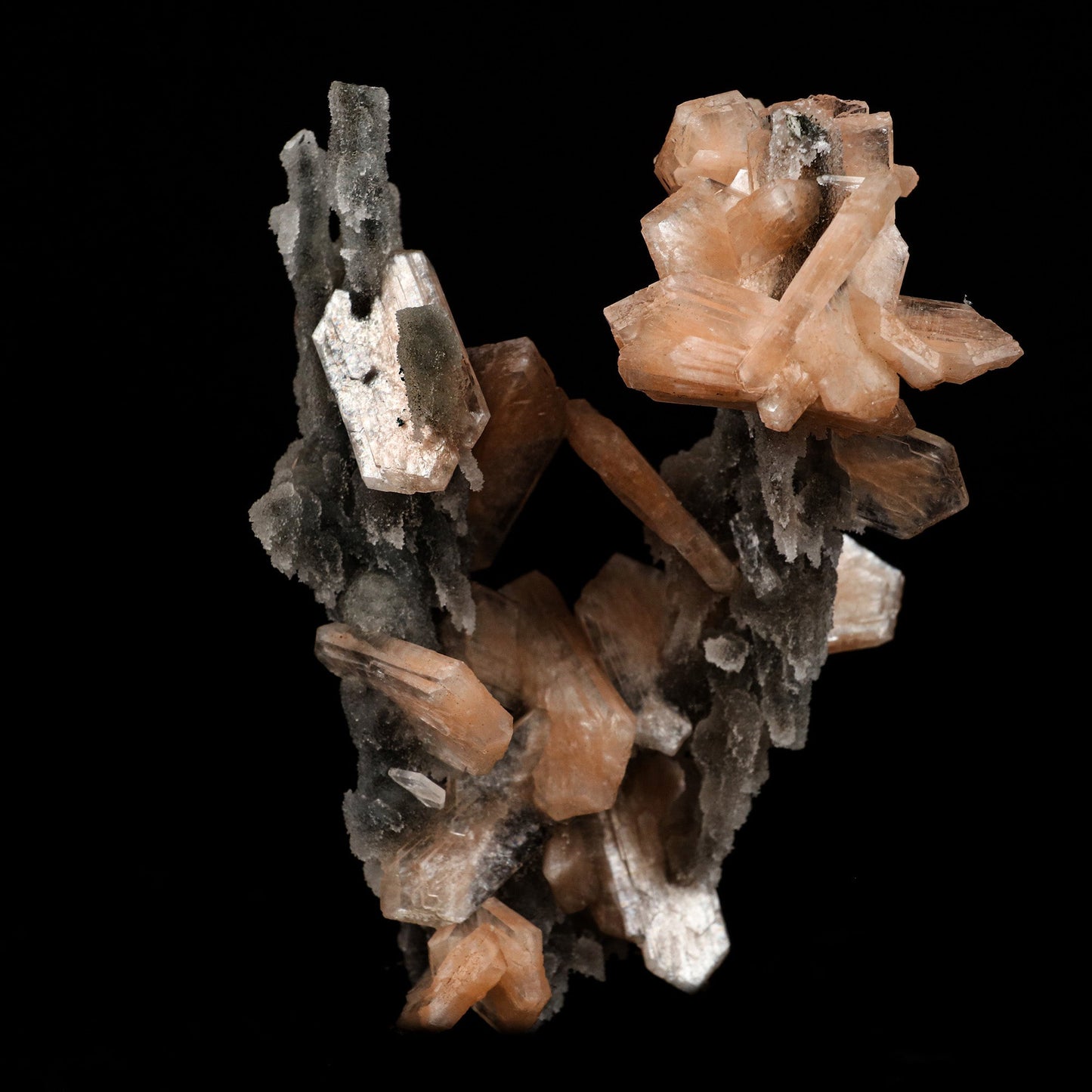 Stilbite on Chalcedony Coral Formation Natural Mineral Specimen # B 5…  https://www.superbminerals.us/products/stilbite-on-chalcedony-coral-formation-natural-mineral-specimen-b-5145  Features: Elegant and delicate, this is a quintessential example of the great combination pieces from the trap rocks of India. The Chalcedony beautifully coats the winding, narrow stalactites that were already there. The Chalcedony continued to grow, adding these delicate structures that range from straw-like fingers