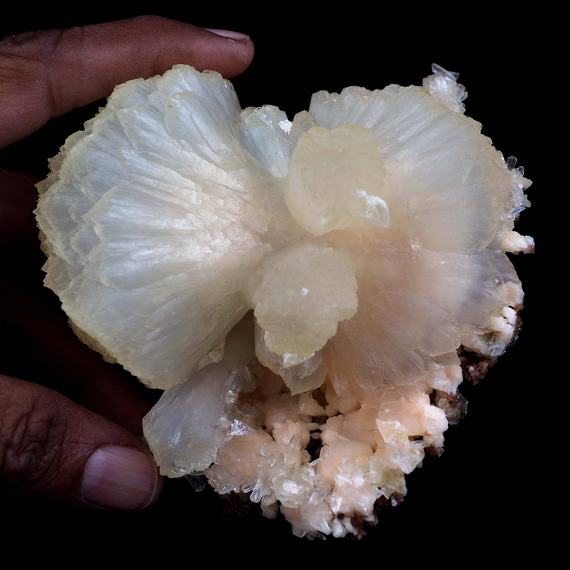 Stilbite Perfect Bow-tie on Heulandite Natural Mineral Specimen # B 4…  https://www.superbminerals.us/products/stilbite-perfect-bow-tie-on-heulandite-natural-mineral-specimen-b-4515  Features:From Jalgaon, a huge ivory stilbite bowtie of exceptional quality. Set atop a thin crust, bordered by glassy, colourless Heulandite crystals, it is visually pleasing. Bowtie has a high sheen and is in excellent condition. In this area, it's quite rare to find a product of this size and quality. 