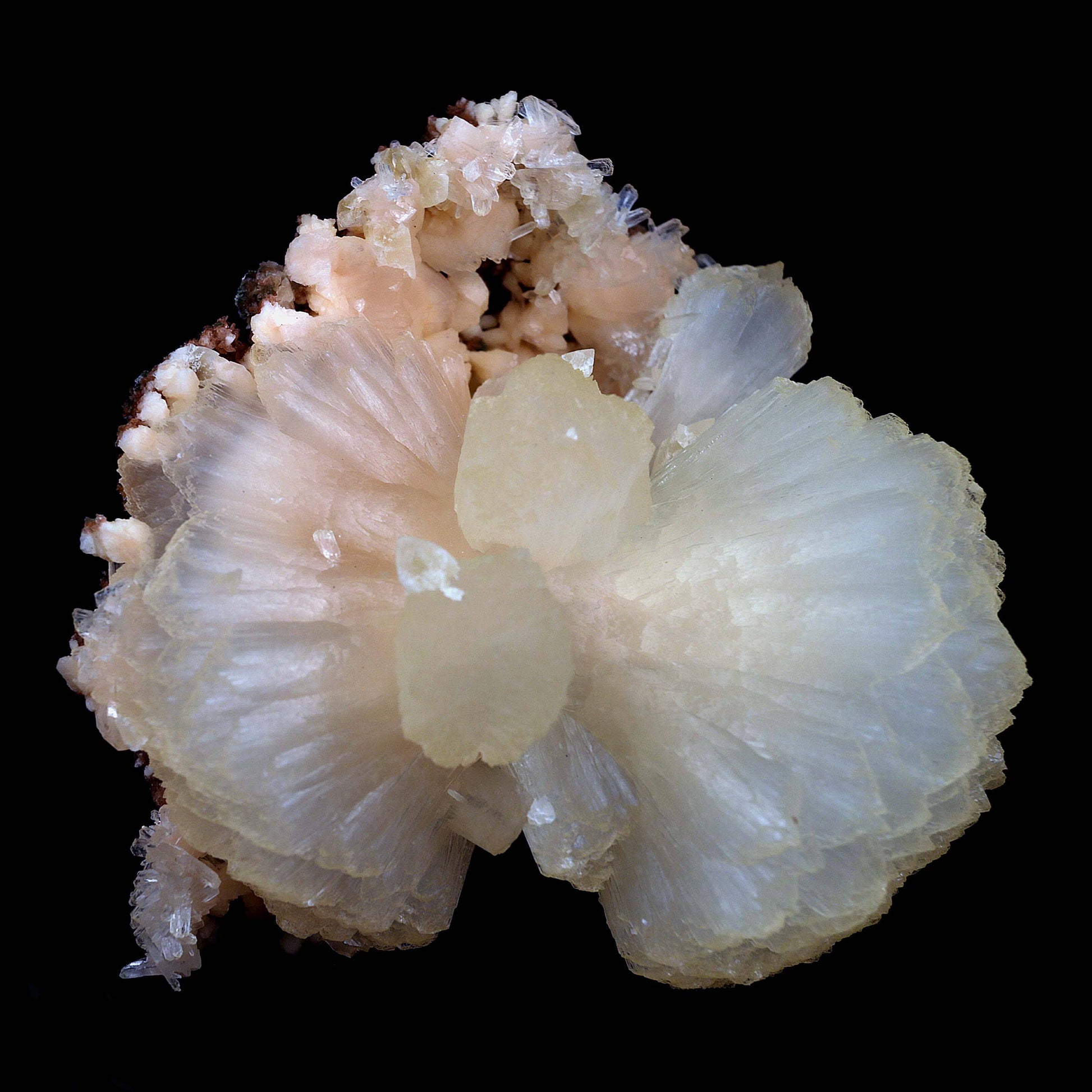 Stilbite Perfect Bow-tie on Heulandite Natural Mineral Specimen # B 4…  https://www.superbminerals.us/products/stilbite-perfect-bow-tie-on-heulandite-natural-mineral-specimen-b-4515  Features:From Jalgaon, a huge ivory stilbite bowtie of exceptional quality. Set atop a thin crust, bordered by glassy, colourless Heulandite crystals, it is visually pleasing. Bowtie has a high sheen and is in excellent condition. In this area, it's quite rare to find a product of this size and quality. 