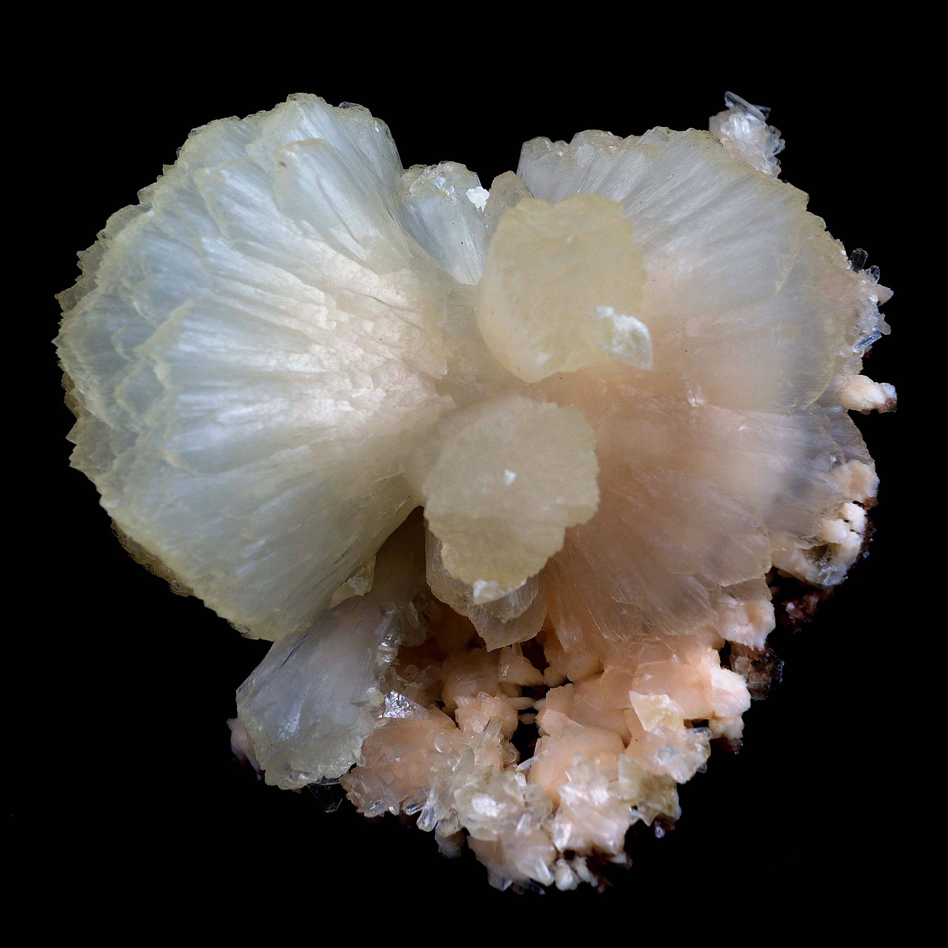 Stilbite Perfect Bow-tie on Heulandite Natural Mineral Specimen # B 4…  https://www.superbminerals.us/products/stilbite-perfect-bow-tie-on-heulandite-natural-mineral-specimen-b-4515  Features:From Jalgaon, a huge ivory stilbite bowtie of exceptional quality. Set atop a thin crust, bordered by glassy, colourless Heulandite crystals, it is visually pleasing. Bowtie has a high sheen and is in excellent condition. In this area, it's quite rare to find a product of this size and quality. 