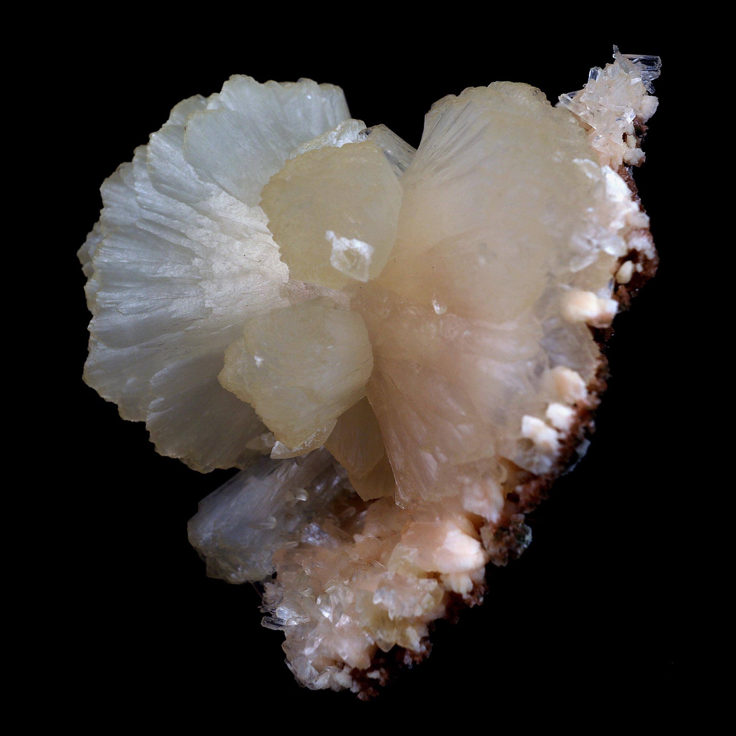 Stilbite Perfect Bow-tie on Heulandite Natural Mineral Specimen # B 4…  https://www.superbminerals.us/products/stilbite-perfect-bow-tie-on-heulandite-natural-mineral-specimen-b-4515  Features:From Jalgaon, a huge ivory stilbite bowtie of exceptional quality. Set atop a thin crust, bordered by glassy, colourless Heulandite crystals, it is visually pleasing. Bowtie has a high sheen and is in excellent condition. In this area, it's quite rare to find a product of this size and quality. 