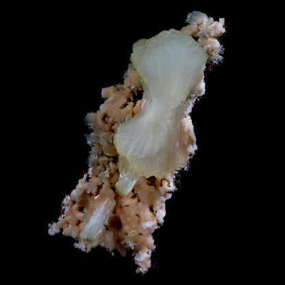 Superb Stilbite Bow-Tie on Heulandite Natural Mineral Specimen Natural…  https://www.superbminerals.us/products/copy-of-superb-stilbite-bow-tie-on-heulandite-natural-mineral-specimen-natural-mineral-specimen-b-4583  Features:A magnificent terminated stilbite bowtie with outstanding wide shape is placed artistically on the blocky basalt matrix.The many glossy bone-white bladed heulandites scattered over the matrix beautifully compliment the very lustrous, transparent, cream-colored stilbite.A very excellent